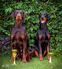 Mazikeen & Osyrah vom Krukenberg